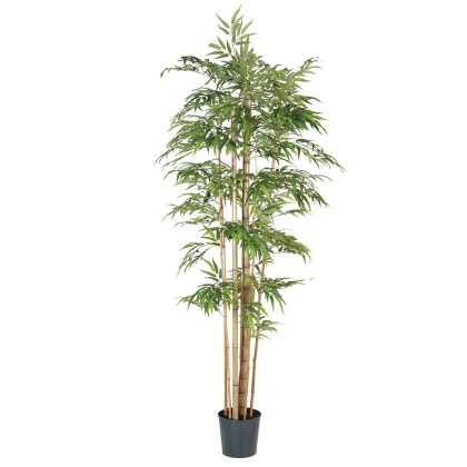 Green Multi-stem Giant Bamboo Tree in Black Plastic Pot Green Multi-stem Giant Bamboo Tree in Black Plastic Pot
