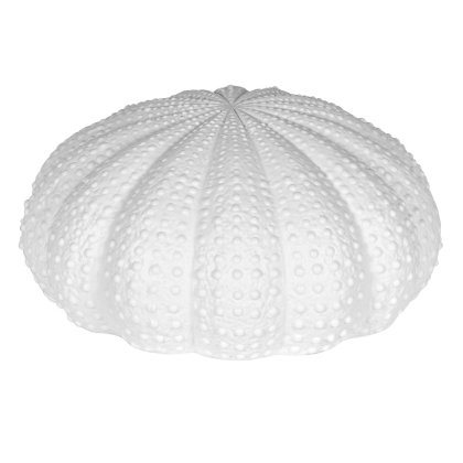 Large White Urchin Decoration Large White Urchin Decoration