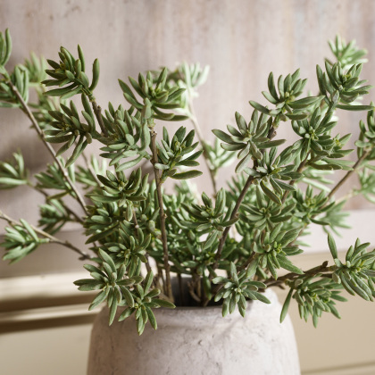 Celedon Cats Paw Spray