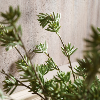 Celedon Cats Paw Spray