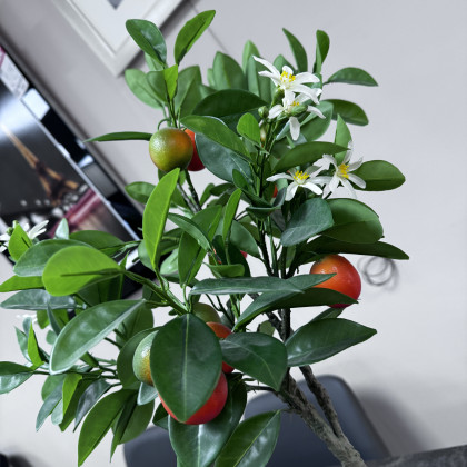 Orange Tree - in pot