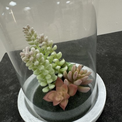 Succulent in Dome Object