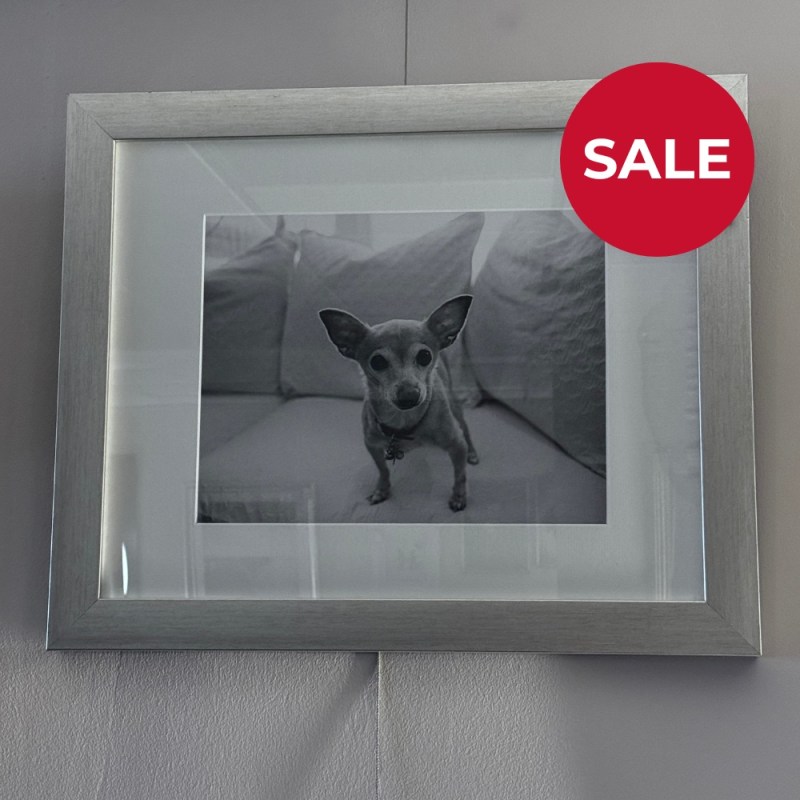 Framed Picture - Sweet Pea Chihuahua Framed Picture - Sweet Pea Chihuahua