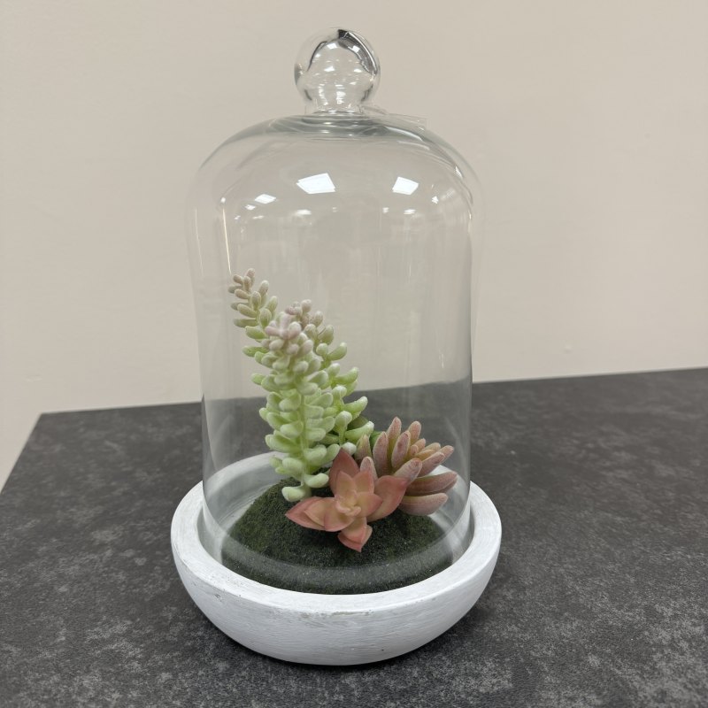 Succulent in Dome Object Succulent in Dome Object