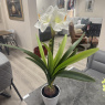 Faux Plant - Amaryllis White Faux Plant - Amaryllis White