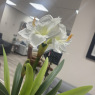 Faux Plant - Amaryllis White Faux Plant - Amaryllis White