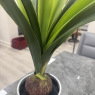 Faux Plant - Amaryllis White Faux Plant - Amaryllis White