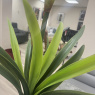 Faux Plant - Amaryllis White Faux Plant - Amaryllis White