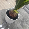 Faux Plant - Amaryllis White Faux Plant - Amaryllis White