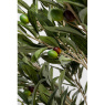Olive Tree - Decor Olive Tree - Decor