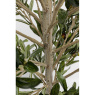 Olive Tree - Decor Olive Tree - Decor