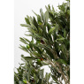 Olive Tree - Decor Olive Tree - Decor