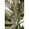 Olive Tree - Decor Olive Tree - Decor